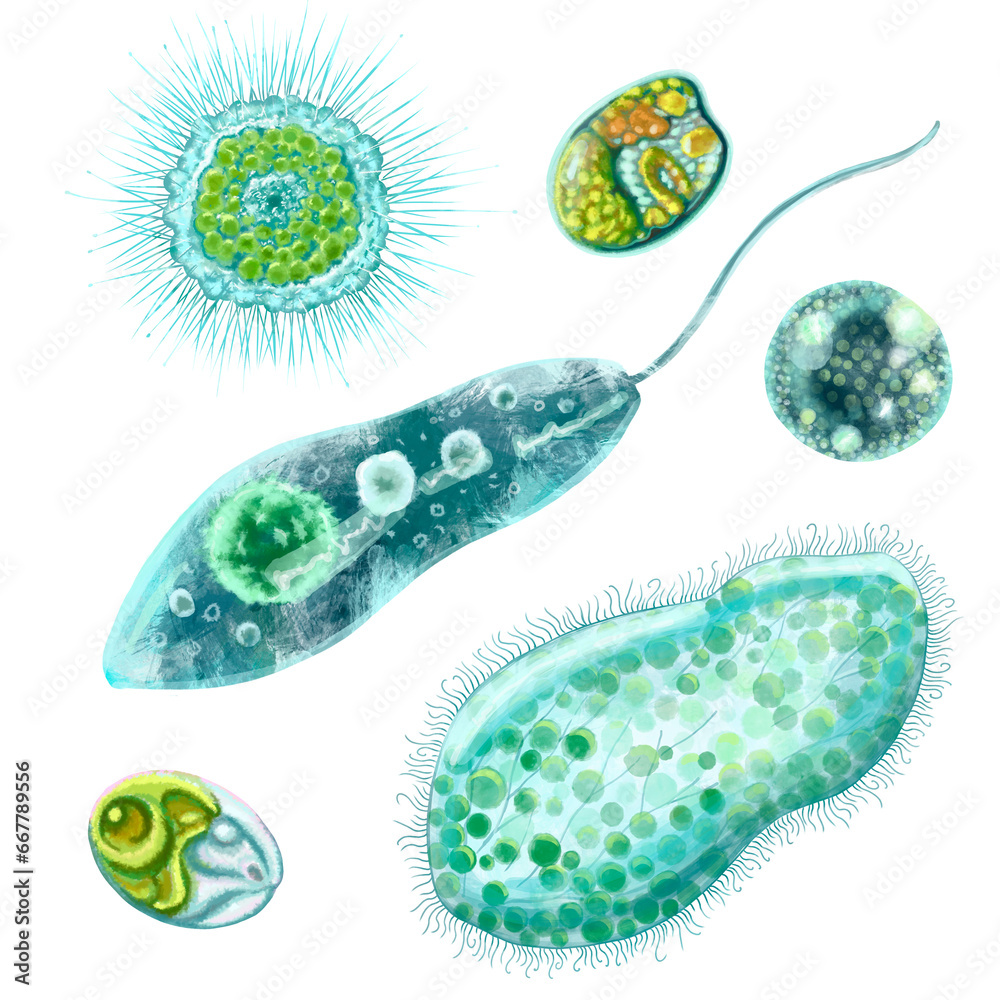 Unicellular protozoa. Set of illustration of a single cell bacterium ...