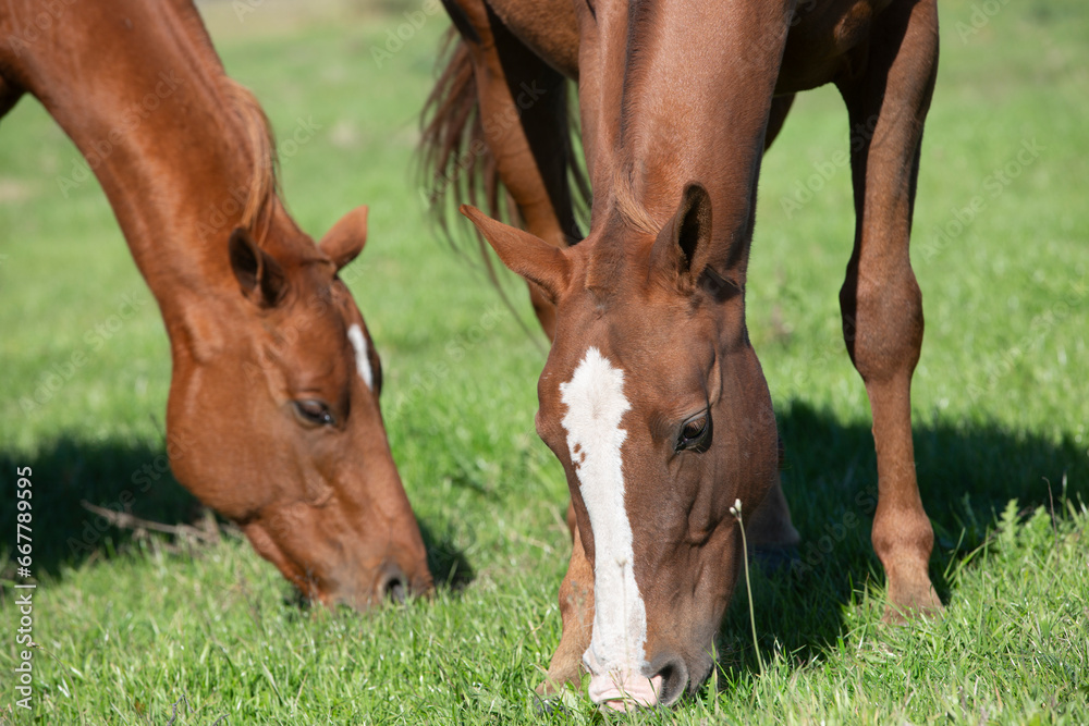 Obraz premium Amazing and great horses of argentina