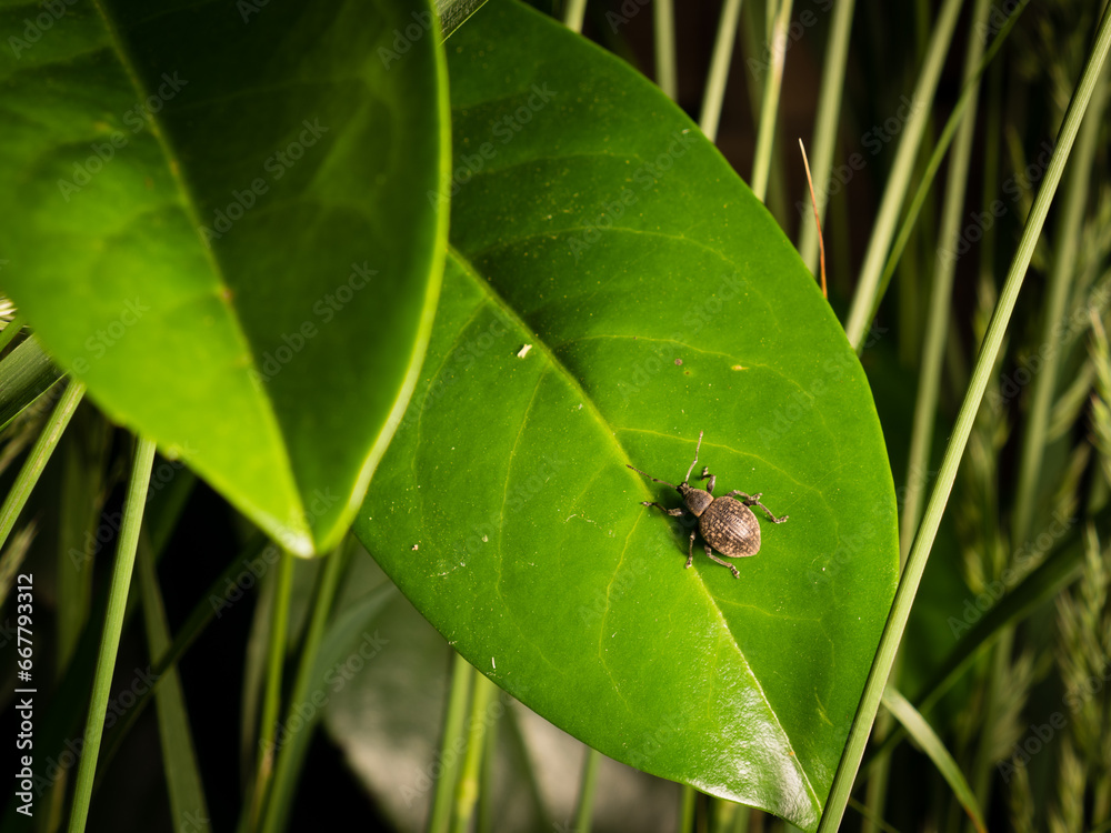 vine weevil on laurel