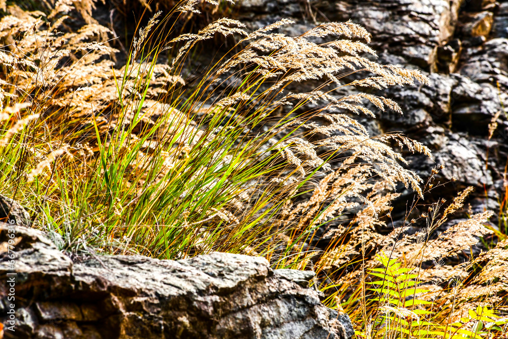 Grass lit in the morning sun in mountain. HDR Image (High Dynamic Range). Grass lit in the morning sun in mountain. HDR Image (High Dynamic Range).