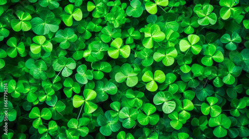 Green clover leaves background.