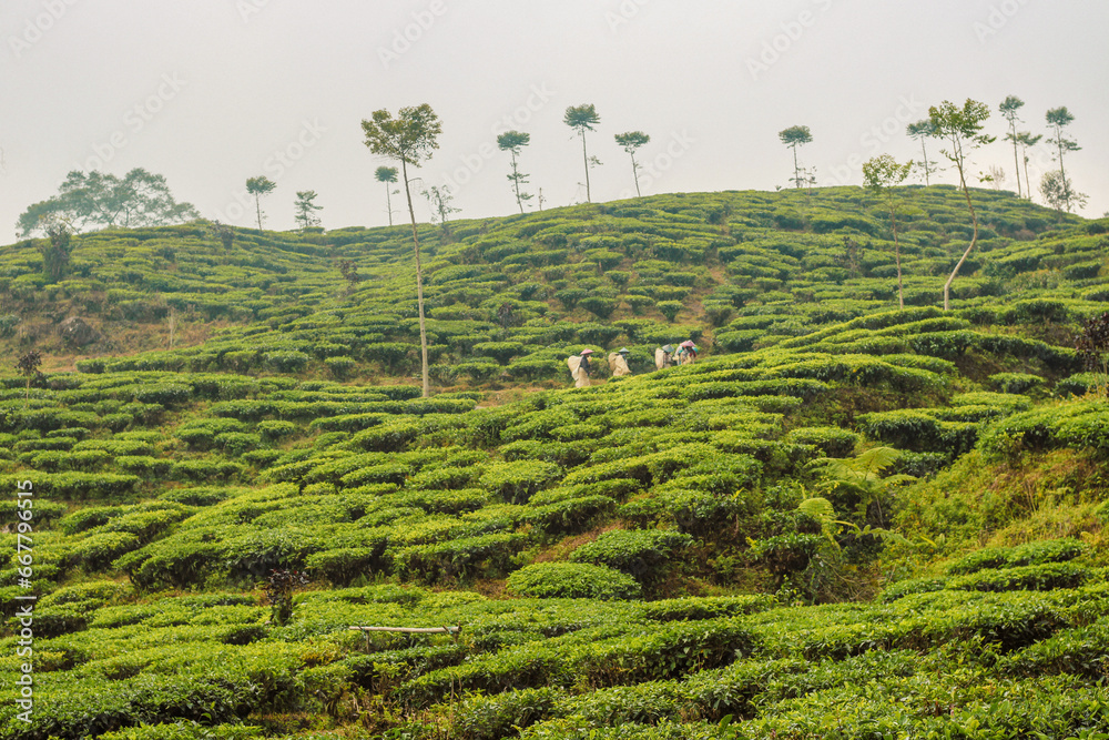 tea plantations with farmers