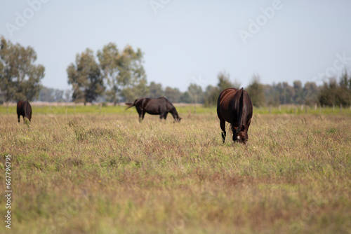 Amazing and great horses of argentina