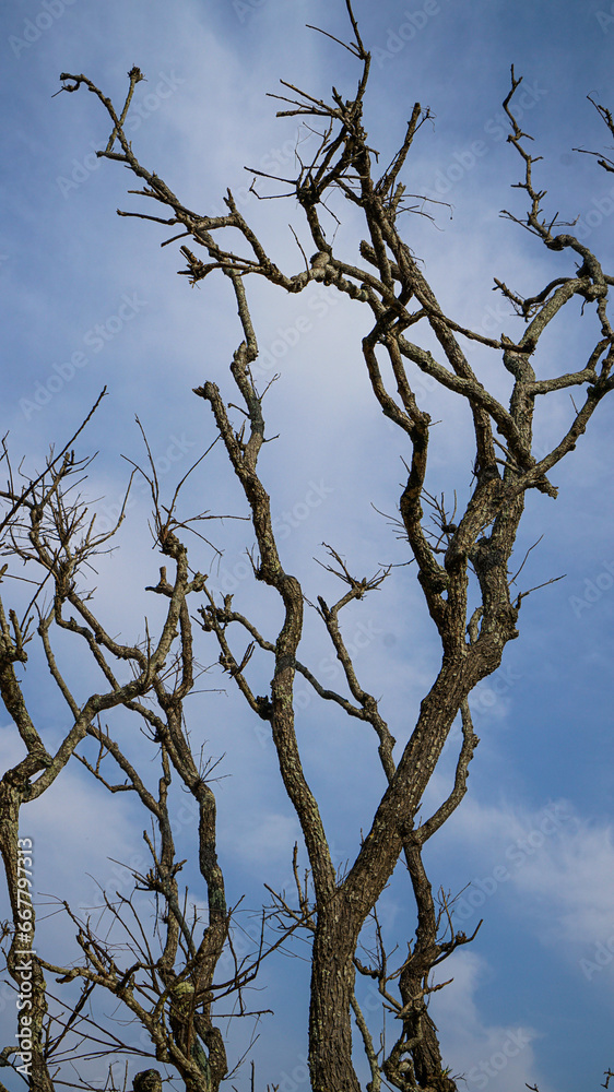 Old tree branches and sky back ground. Selective focus. Old tree branches and sky back ground. Selective focus.
