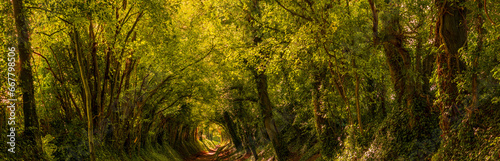 Halnaker Tunnel of Trees in  Chichester in the autumn, West Sussex, UK