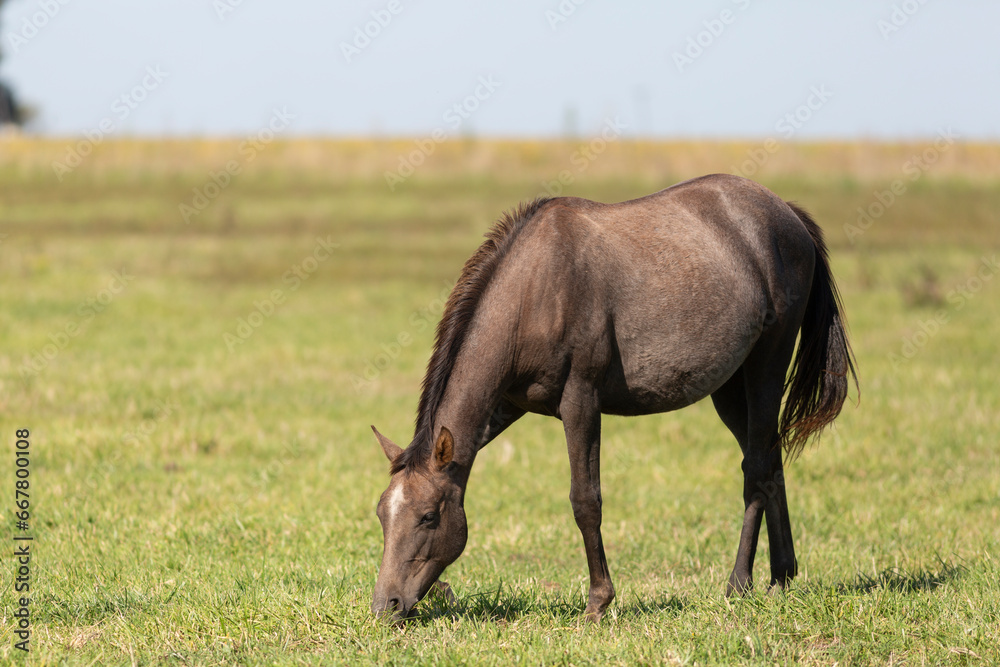 Amazing and great horses of argentina Amazing and great horses of argentina