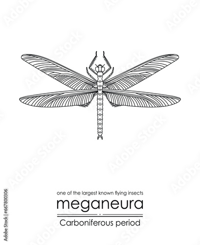 Meganeura, one of the largest known flying insects, creature from the Carboniferous Period, black and white line art illustration. Ideal for coloring and educational purposes photo
