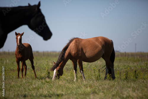 Amazing and great horses of argentina