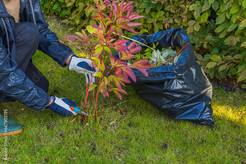 Fototapeta Naklejka Na Ścianę i Meble -  Close up view of man diligently pruning peony bush in garden on crisp autumn day. 