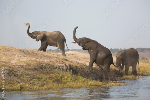 African elephants enjoying after bath © Pedro Bigeriego