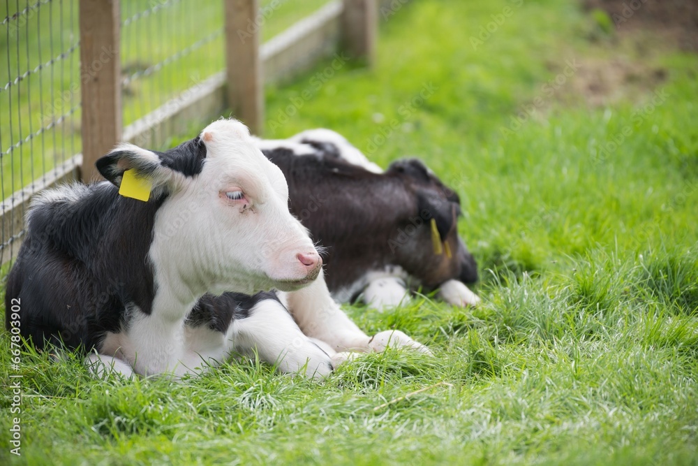 Cow Black and white cow laying in a grass field