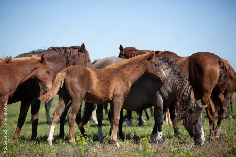 Amazing and great horses of argentina