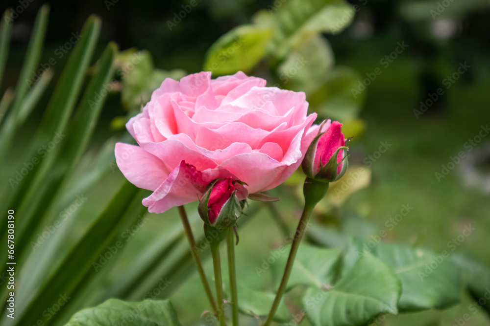 cute flower little pink rose