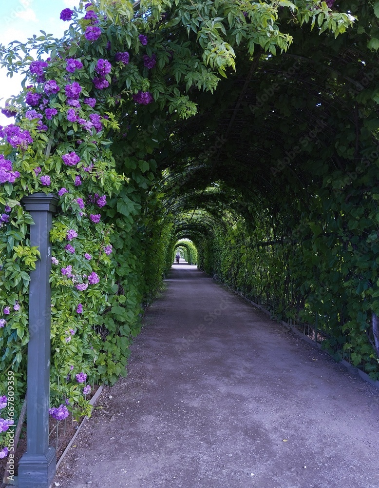 alley in the park, nature