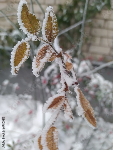 leaves in winter