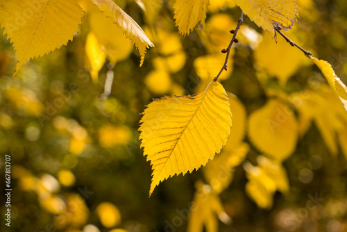 Yellow hornbeam leaves on a branch. Autumn hornbeam leaves.