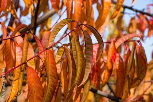 Leaves on a peach tree in autumn. Red leaves of a peach tree. Peach tree in autumn. Horizontal photo