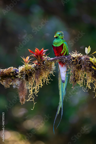Resplendent Quetzal perching on mossy branch