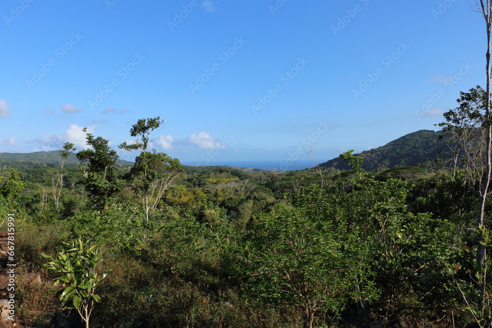 View on dense vegetation and the blue sea in the distance