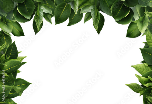 Beautifully textured dark green leaves frame or boarder isolated on transparent background, artfully arranged in a compositional frame. Macro. Flat-out flat-lay. Concept of nature, blank copy space. photo