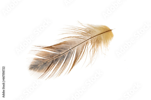 feather isolated on white background