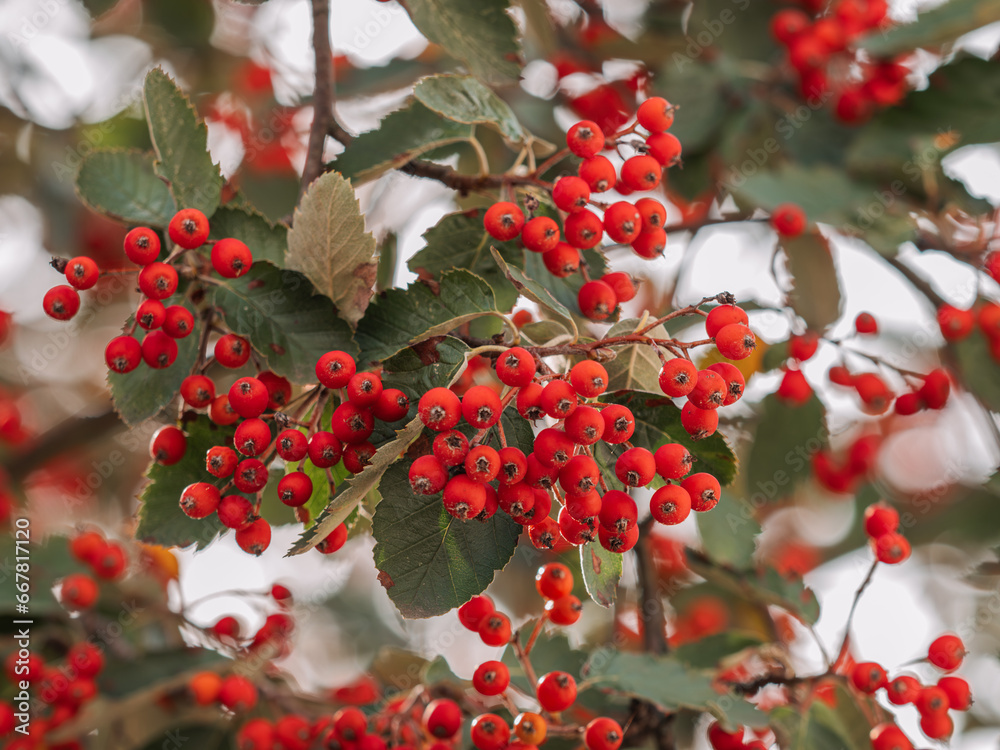 Nahaufnahme von reifen roten Früchten an kleinen Zweigen der Schwedische Vogelbeere (Sorbus intermedia). Nahaufnahme von reifen roten Früchten an kleinen Zweigen der Schwedische Vogelbeere (Sorbus intermedia).