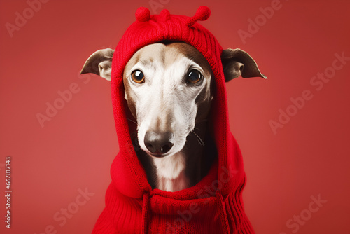 gray beige whippet dog in red knitted hood with horns on red background, pet in festive outfit © Lena_viridis