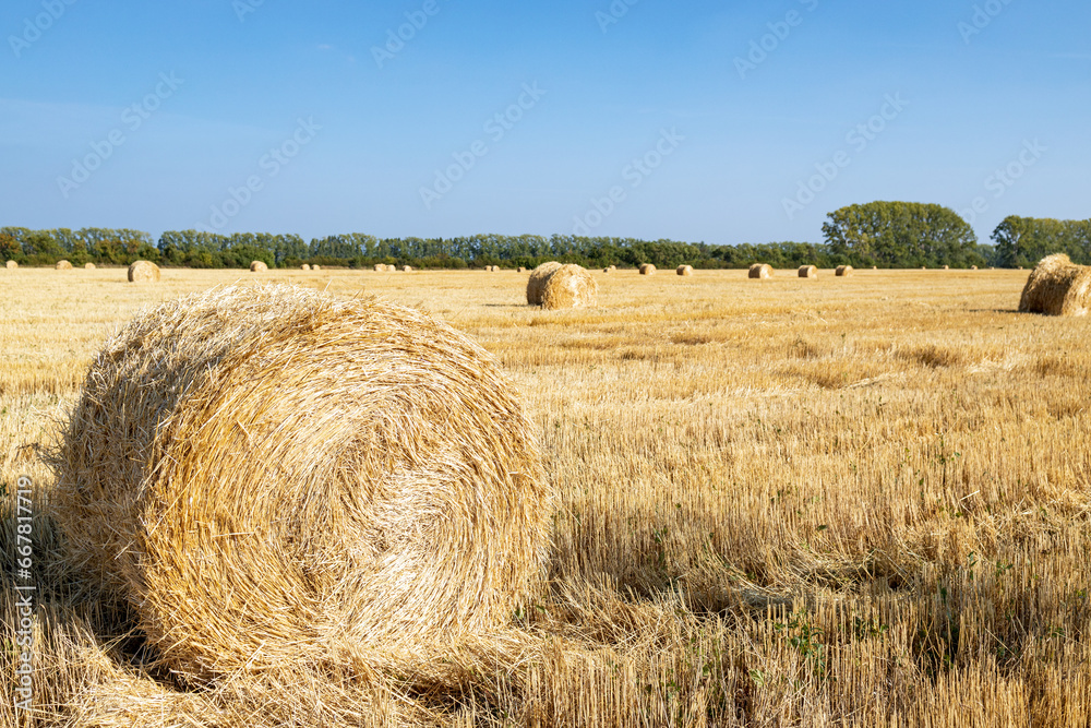 landscape of agricultural area with hay bales on the field