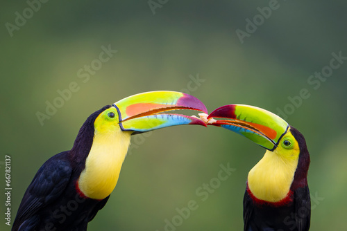 Keel-billed Toucan feeding young bird.