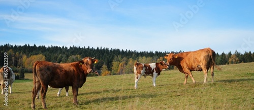 Zwierzęta pasące się na łąkach jesienią © Grzegorz
