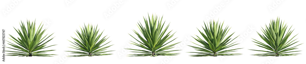 set of agave plants, 3d rendering with transparent background set of agave plants, 3d rendering with transparent background