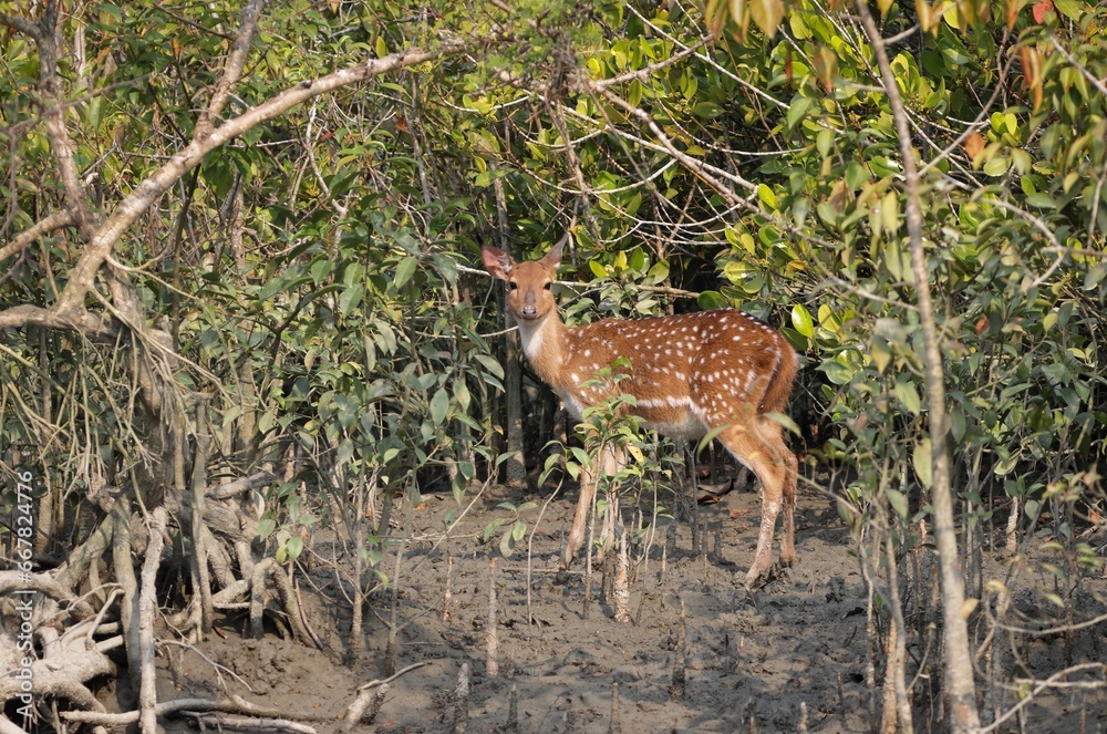 Female spotted deer.spotted deer or chital deer is a deer species native to the Indian subcontinent.this photo was taken from sundarbans,Bangladesh. Female spotted deer.spotted deer or chital deer is a deer species native to the Indian subcontinent.this photo was taken from sundarbans,Bangladesh.