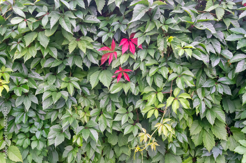 Fence covered in red and green ivy autumn leaves. Leaves of maiden grapes, background. Parthenocissus quinquefolia. A red leaf of wild grapes on a green background..