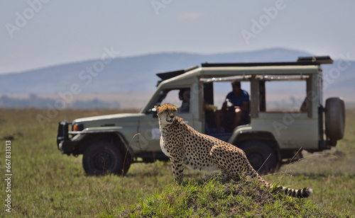 tourist wildlife photographer and guide in safari vehicle sight a cheetah in the wild savannah of the masai mara, kenya, during their game drive