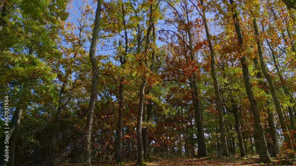 Fall season nature wallpaper, red, golden and yellow leaves on a tree branches, blue sky, tilt up Fall season nature wallpaper, red, golden and yellow leaves on a tree branches, blue sky, tilt up