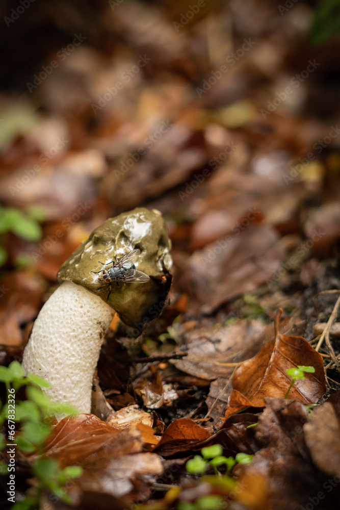 mushrooms in the forest