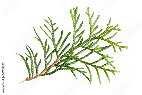 a twig of thuja on a white isolated background