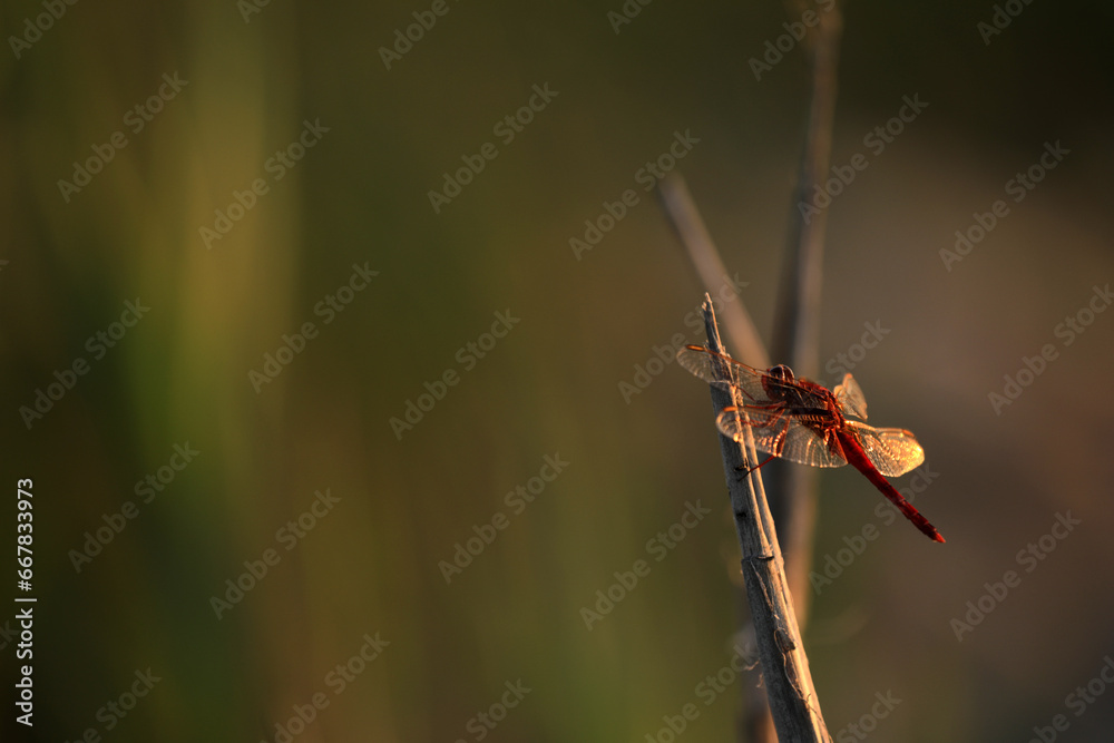 Red dragonfly in Camargue France