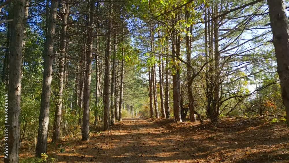Dirty road in a woods, backward motion view Dirty road in a woods, backward motion view