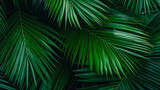 Tropical palm leaves on dark background. Exotic background.