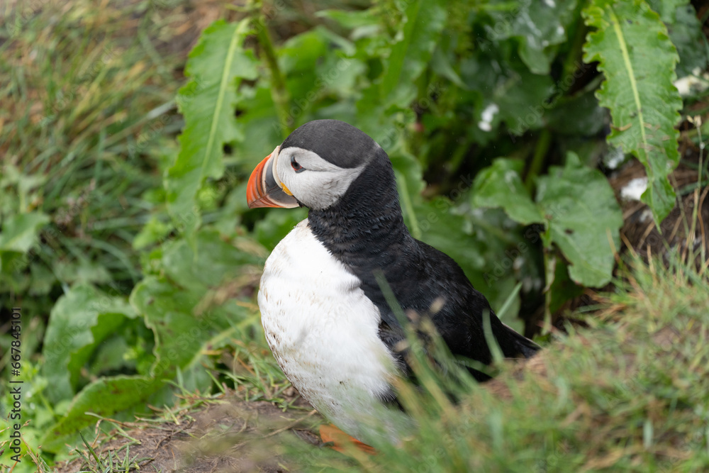 Fototapeta premium Puffin emerging from a burrow in Iceland