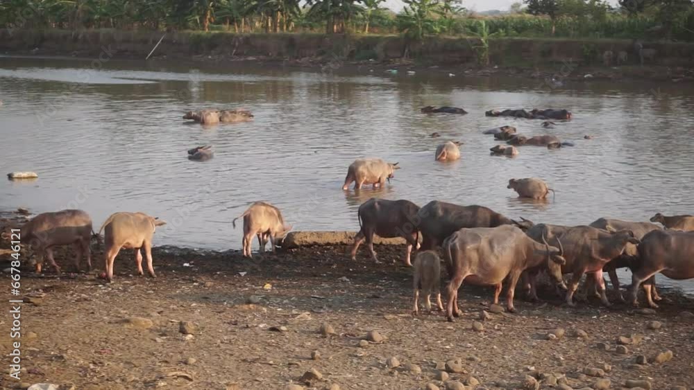 View A herd of buffalo belonging to a local farmer crossing the river. Asian buffalo herd crossing the river. A local farm in Jepara, Indonesia. View A herd of buffalo belonging to a local farmer crossing the river. Asian buffalo herd crossing the river. A local farm in Jepara, Indonesia.
