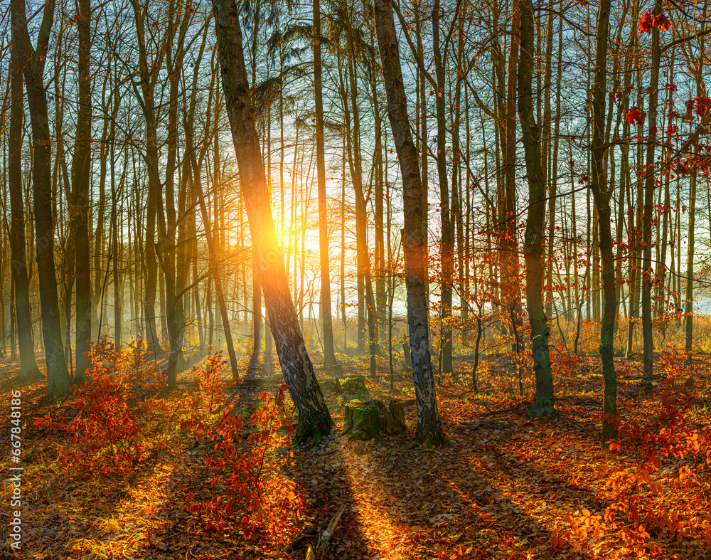 Fototapeta premium Herbstlandschaft in Brandenburg Barnim | nebliger Herbstmorgen am Ufer des Eiserbuder Sees