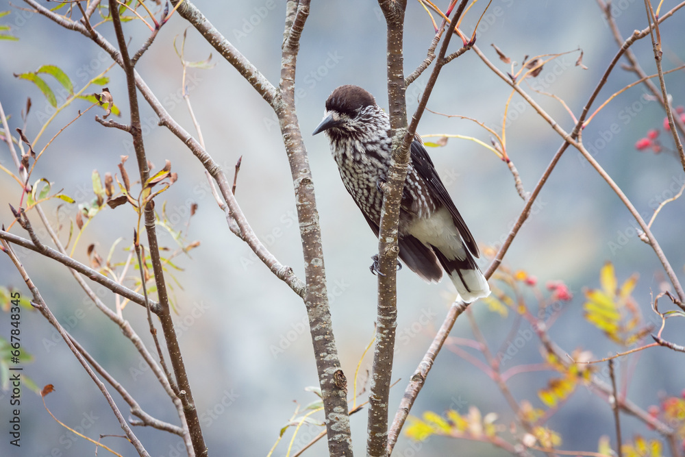 Fototapeta premium The spotted nutcracker, Eurasian nutcracker