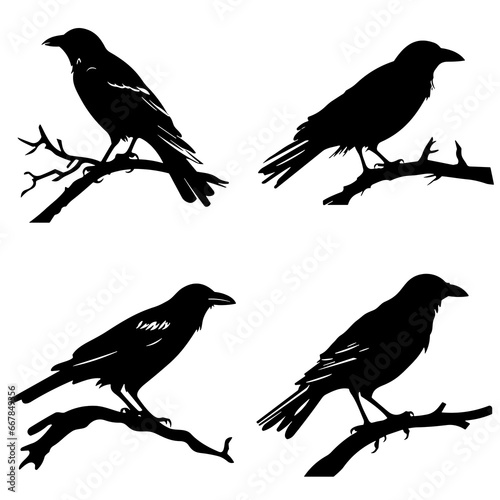 Crow silhouette, crow vector, crow illustration, crow png, crow svg, bird, silhouette, vector, animal, birds, illustration, nature, flying, wing, branch, wildlife, bullfinch, sparrow, tree, beak, crow