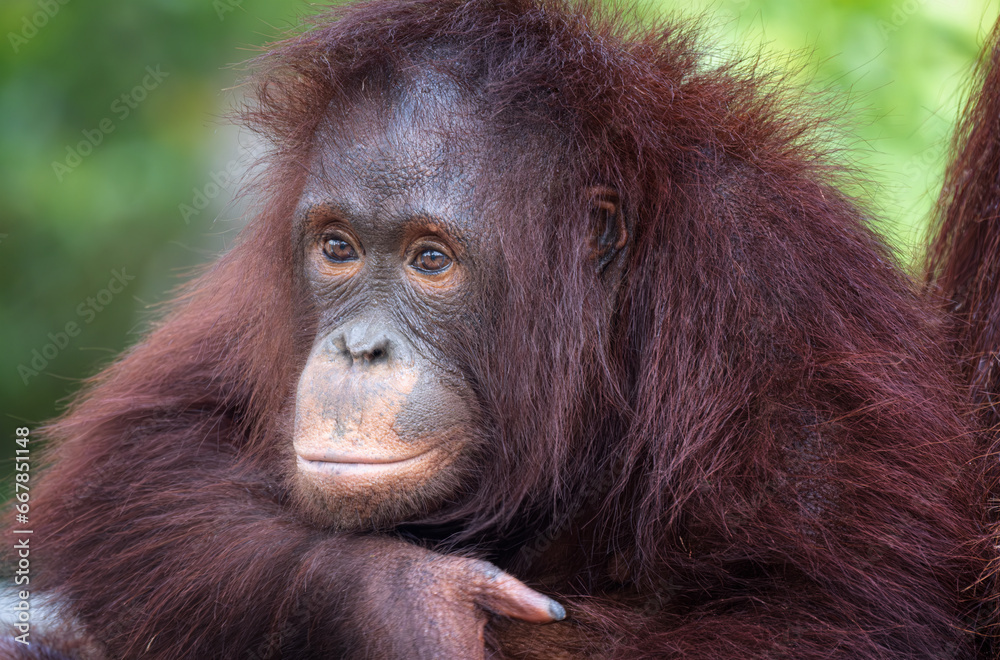 Naklejka premium Orangutan