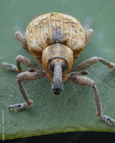 Portrait of a weevil with pale brown scales, green background (Dock Hyper Weevil, Hypera rumicis) photo