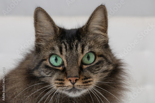 Great closeup horizontal photo, cat female long dark hair, with green eyes. Concept animals, company © Ametz