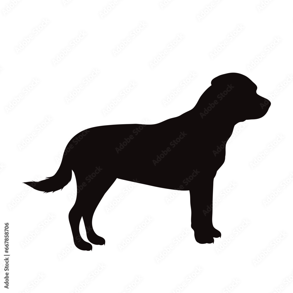 Vector silhouette of rottweiler on white background. Symbol of pet and dog.