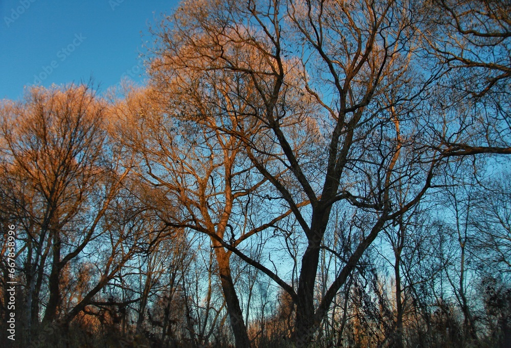 Bare, leafless autumn trees at sunset are illuminated by the evening sun against a blue sky. beautiful backgrounds and wallpapers of autumn nature in the forest Bare, leafless autumn trees at sunset are illuminated by the evening sun against a blue sky. beautiful backgrounds and wallpapers of autumn nature in the forest